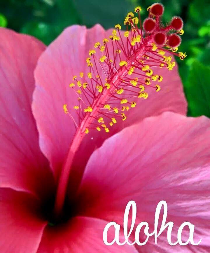 aloha_hibiscus_red