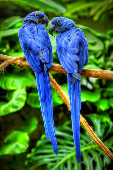 parrots_hyacinth_macaws