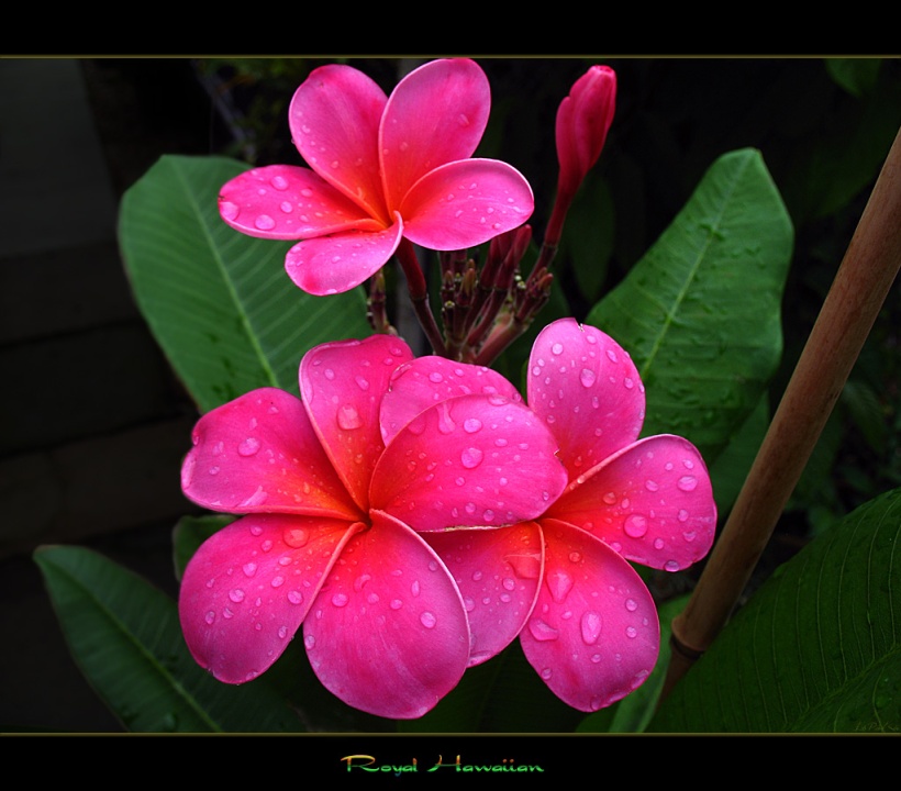 hawaiian-flowers2