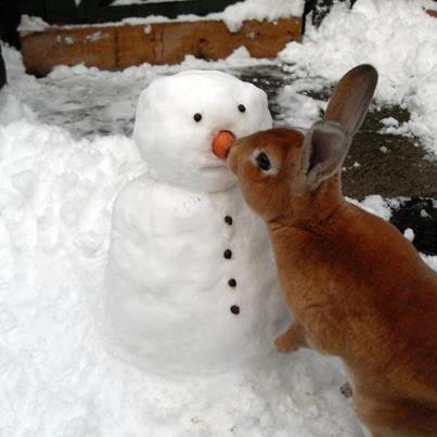 bun and snowman